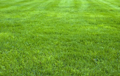 fresh spring green grass, green grass texture